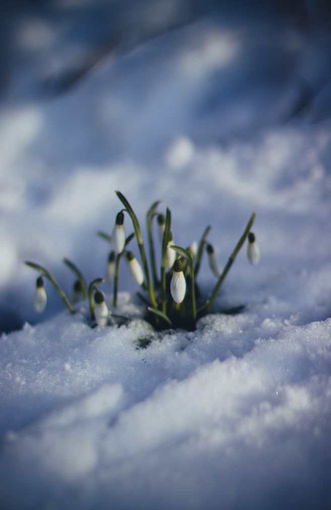 cold-flowers-grass-86580